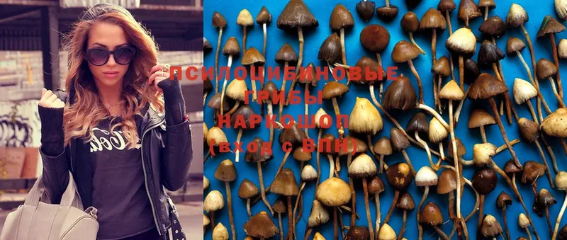 Псилоцибиновые грибы Psilocybine cubensis Красавино